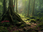 Living Jungle thumbnail